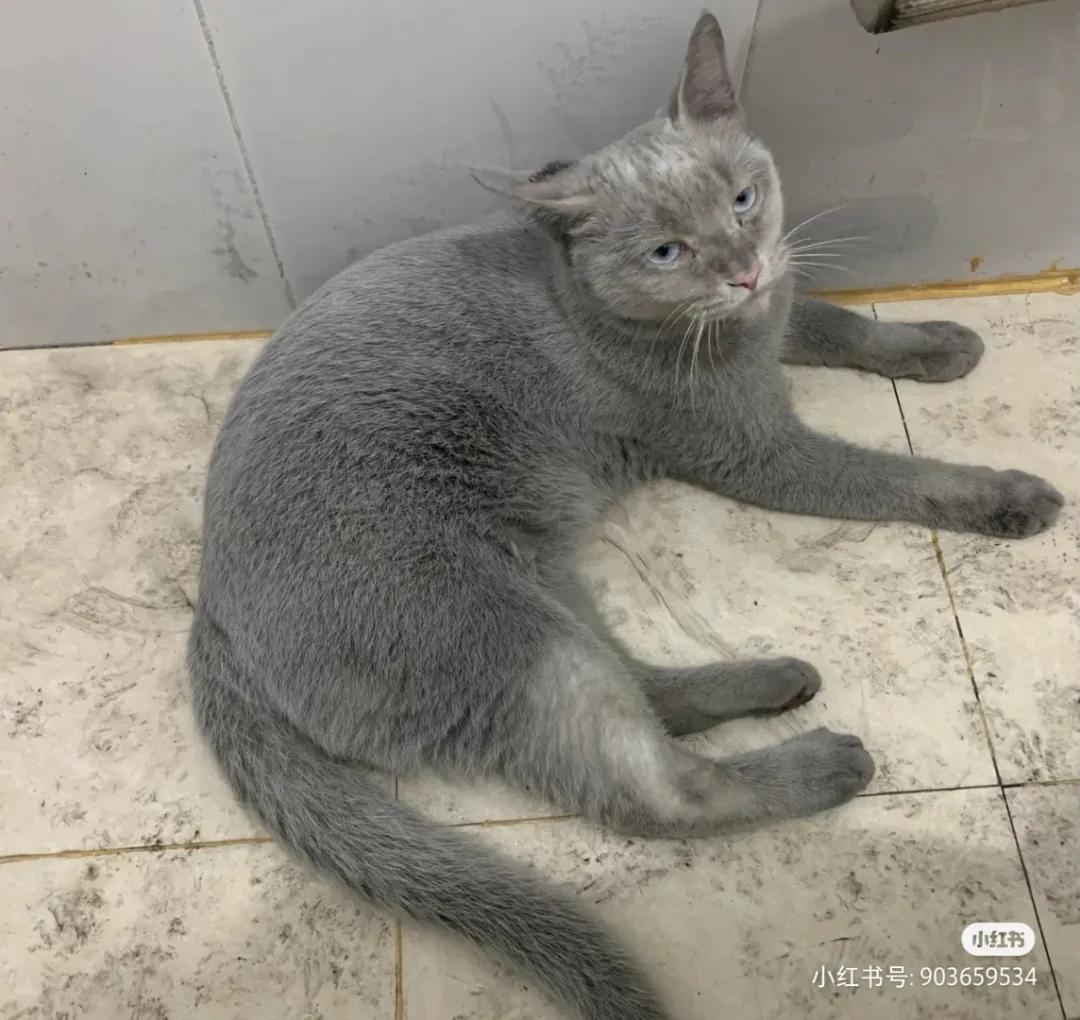 全球罕见足球猫冲上热搜，网友：指定染色！结果......哈哈哈哈