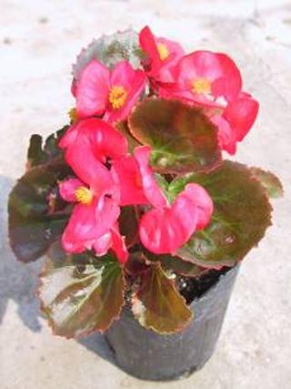 阳台散文随笔,散文阳台