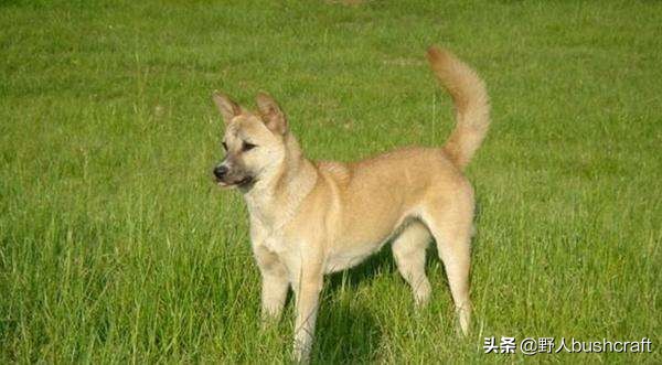 想找野外好友？那你一定要了解它们