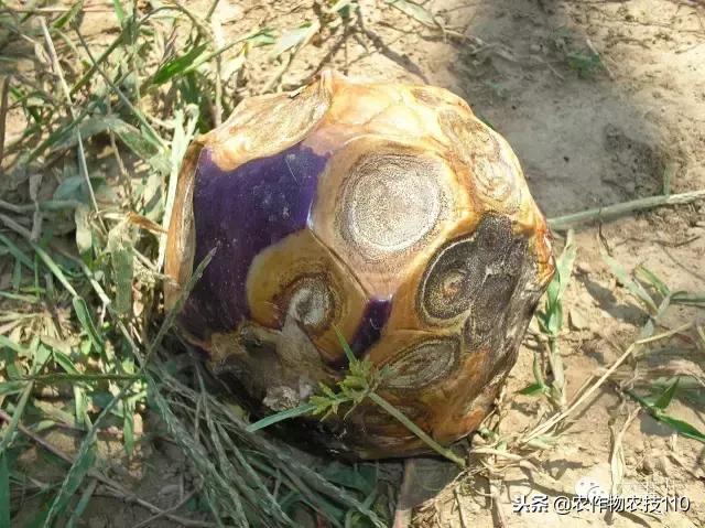 种茄子的六个步骤简短文字,种茄子的基本知识