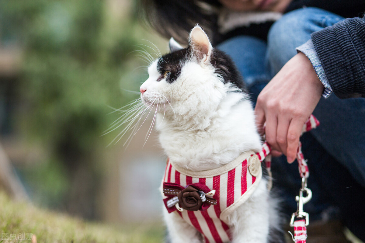 涓崕鐢板洯鐚彜浠ｇ殑闆呯О鏈夊濂藉惉,甯歌鐨勪竷绉嶄腑鍗庣敯鍥尗闆呯О