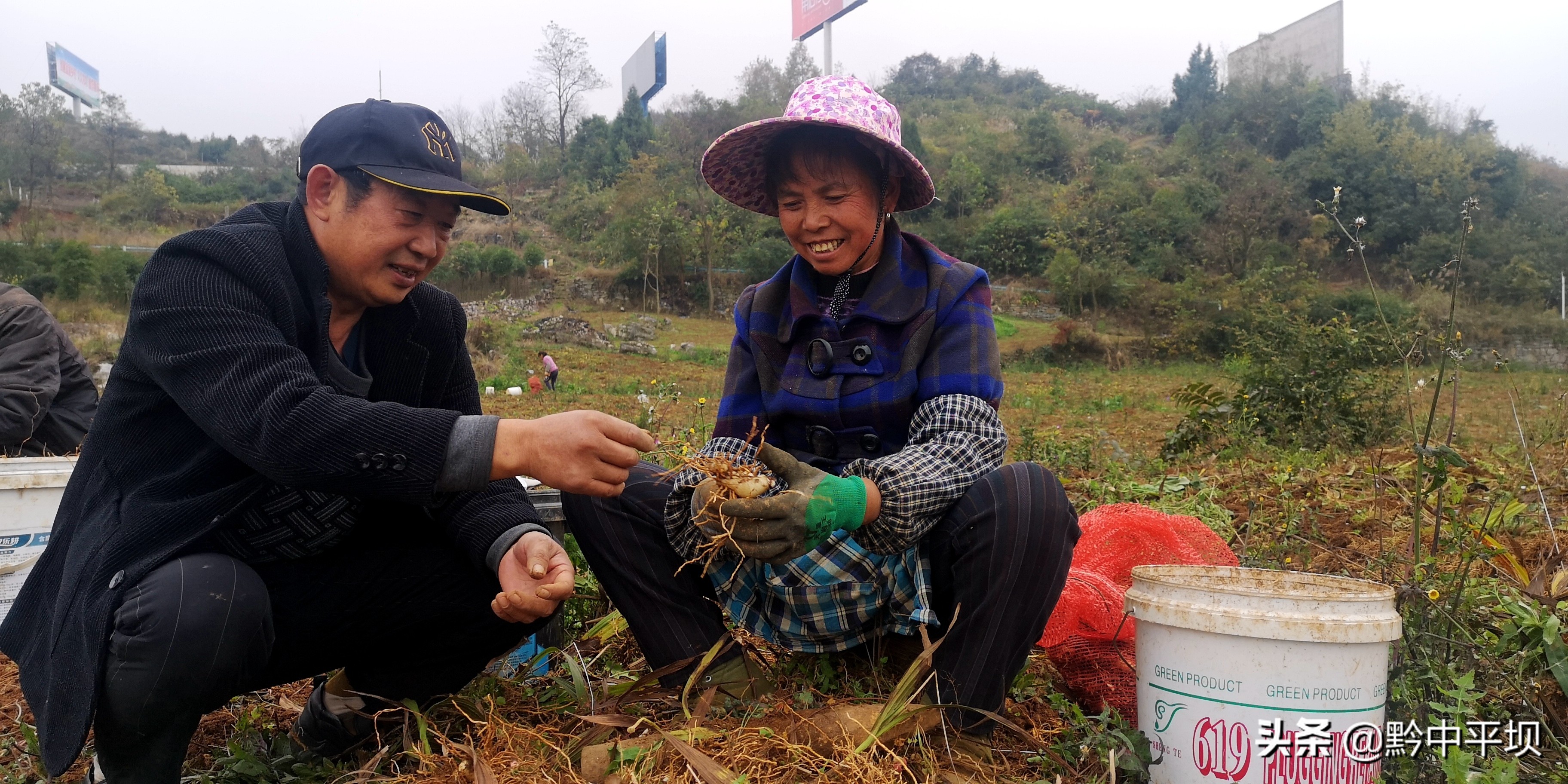 千亩药材获丰收拓展藏乡致富路,5万亩紫花苜蓿铺就群众致富路