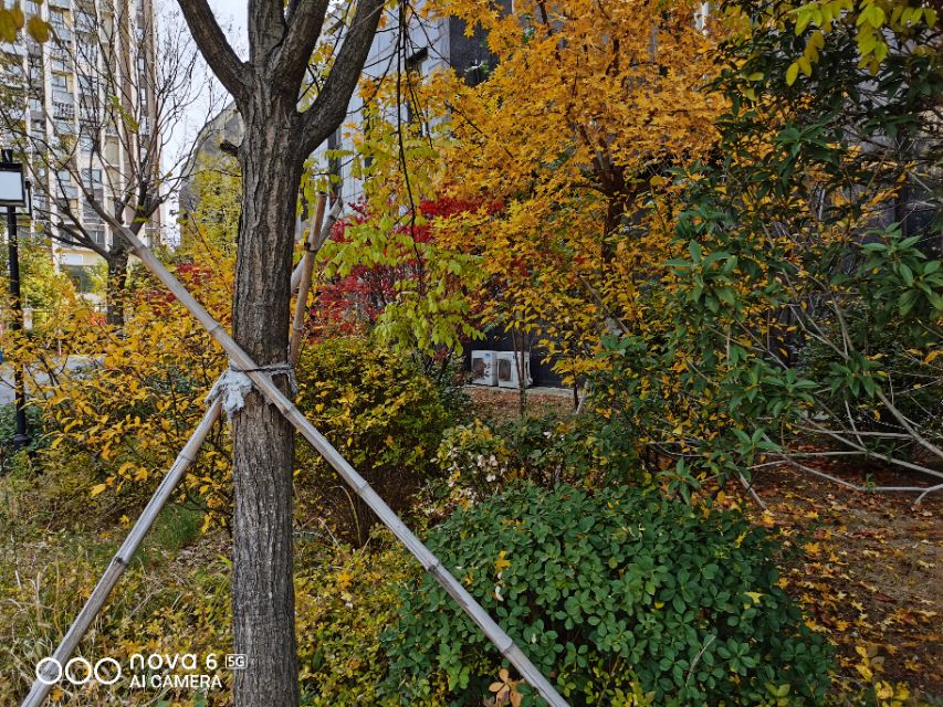 nova6和nova65g什么区别,nova5pro和nova6哪个值得入手