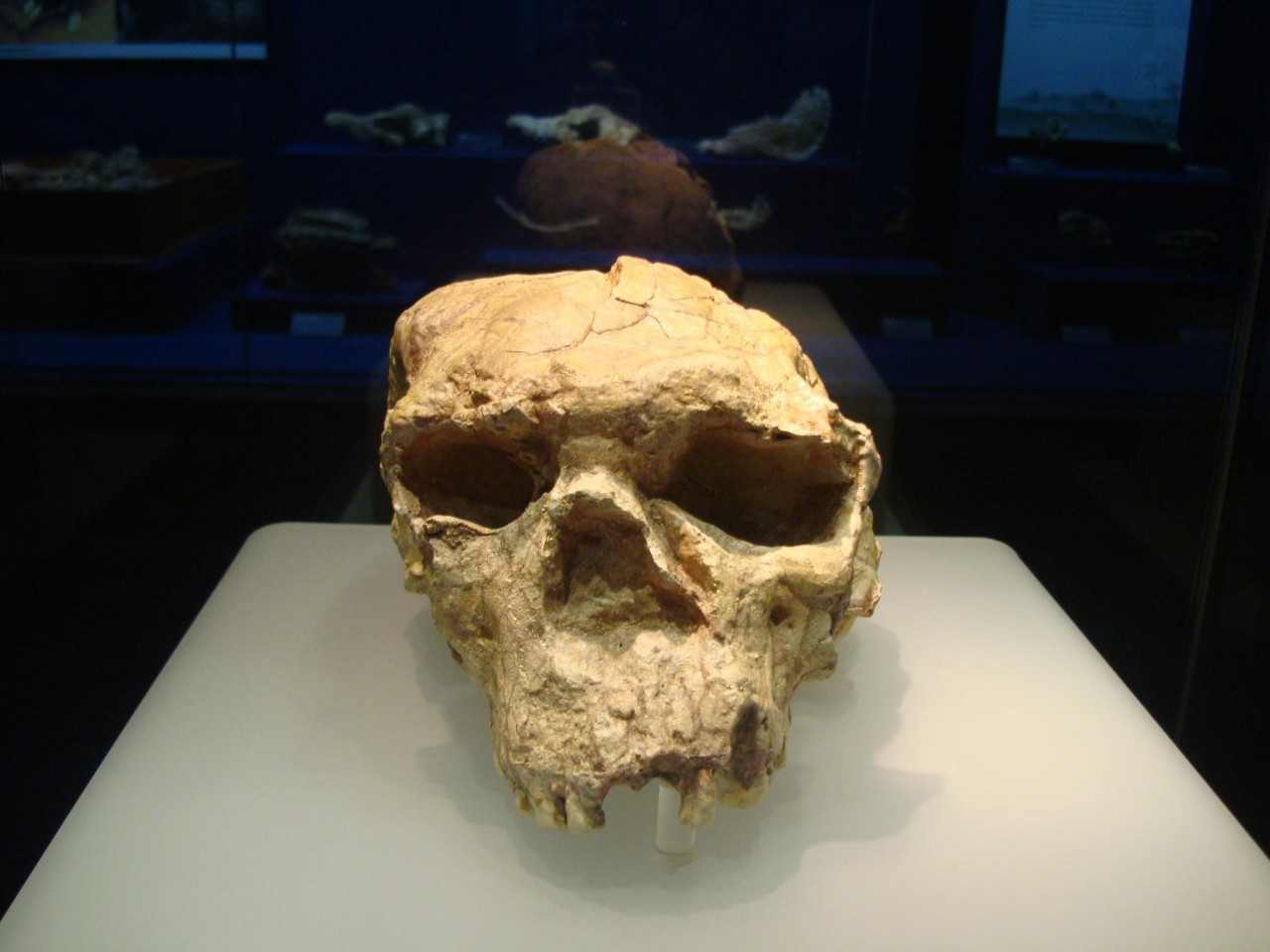 地球历史第一个人,地球第一个人类怎么来的