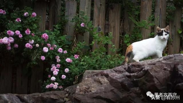 一入秋苏州怎就美成了姑苏,一入秋南京就成了金陵