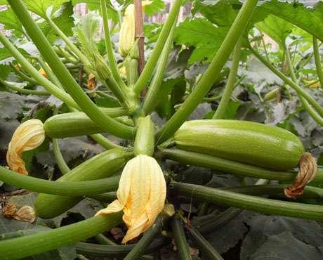 西葫芦要防治什么病,冬季露天西葫芦病虫害防治办法