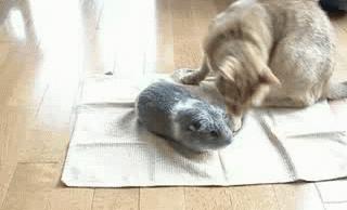 能不能养宠物鼠狗兔猫,能不能养宠物鼠猫狗呢