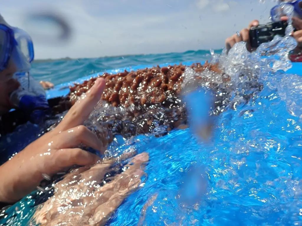 帕劳归来不看海谁说的,帕劳归来不看海