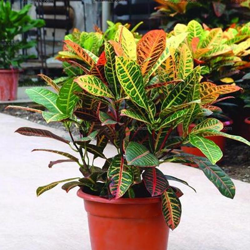 绿植中的变色洒金榕，变叶木这么养护，叶色变幻清新靓丽优雅斑斓