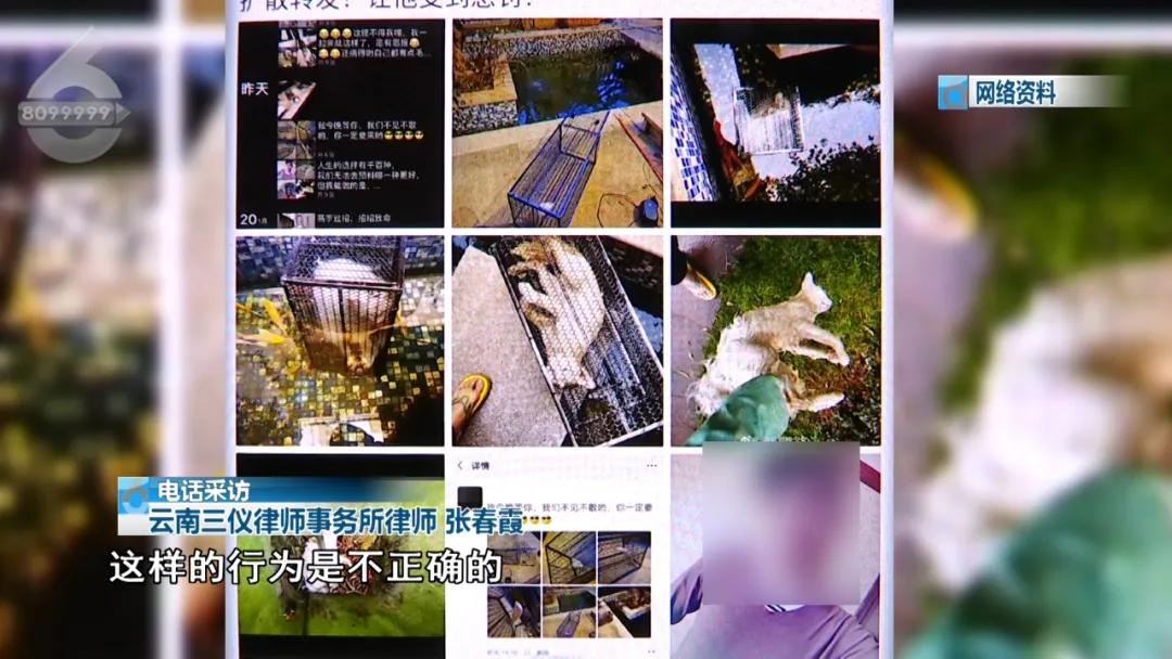 残忍至极！铁笼诱捕小猫水中溺毙，全程直播