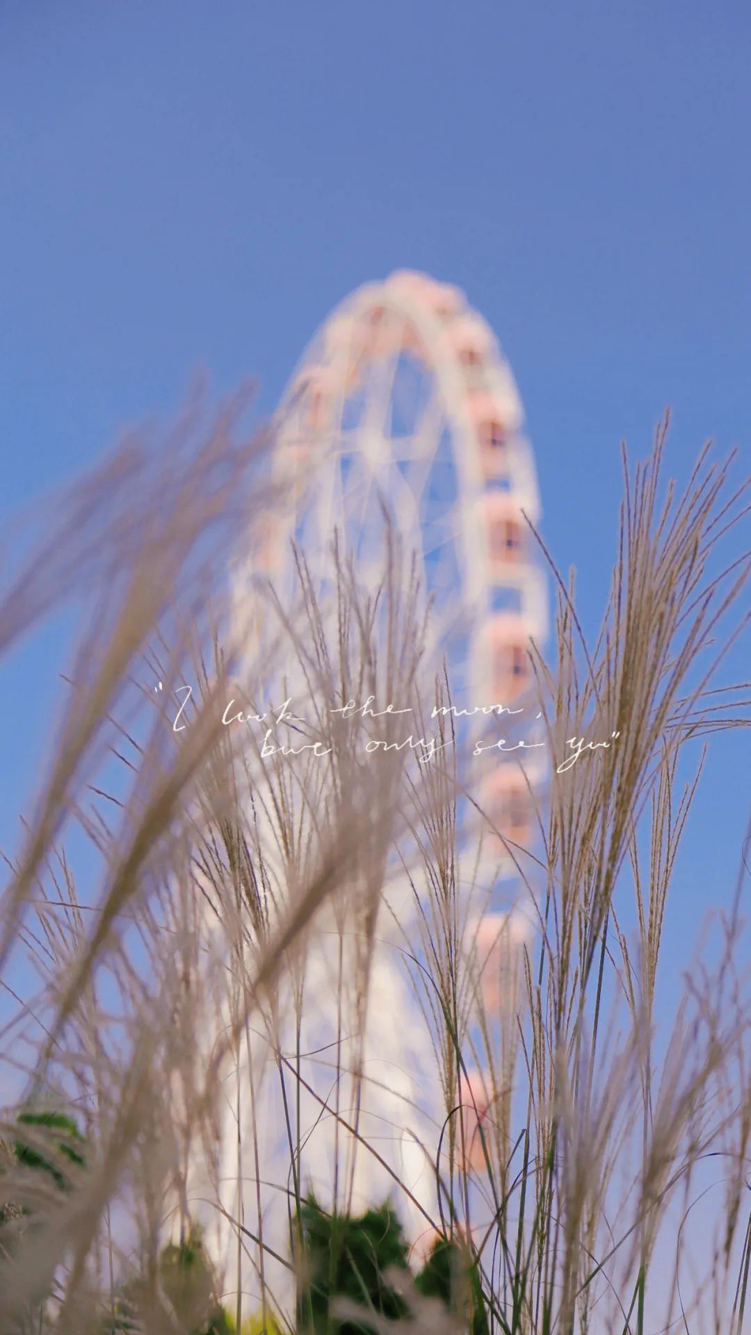上海最美秋景,上海哪些公园可以拍秋景