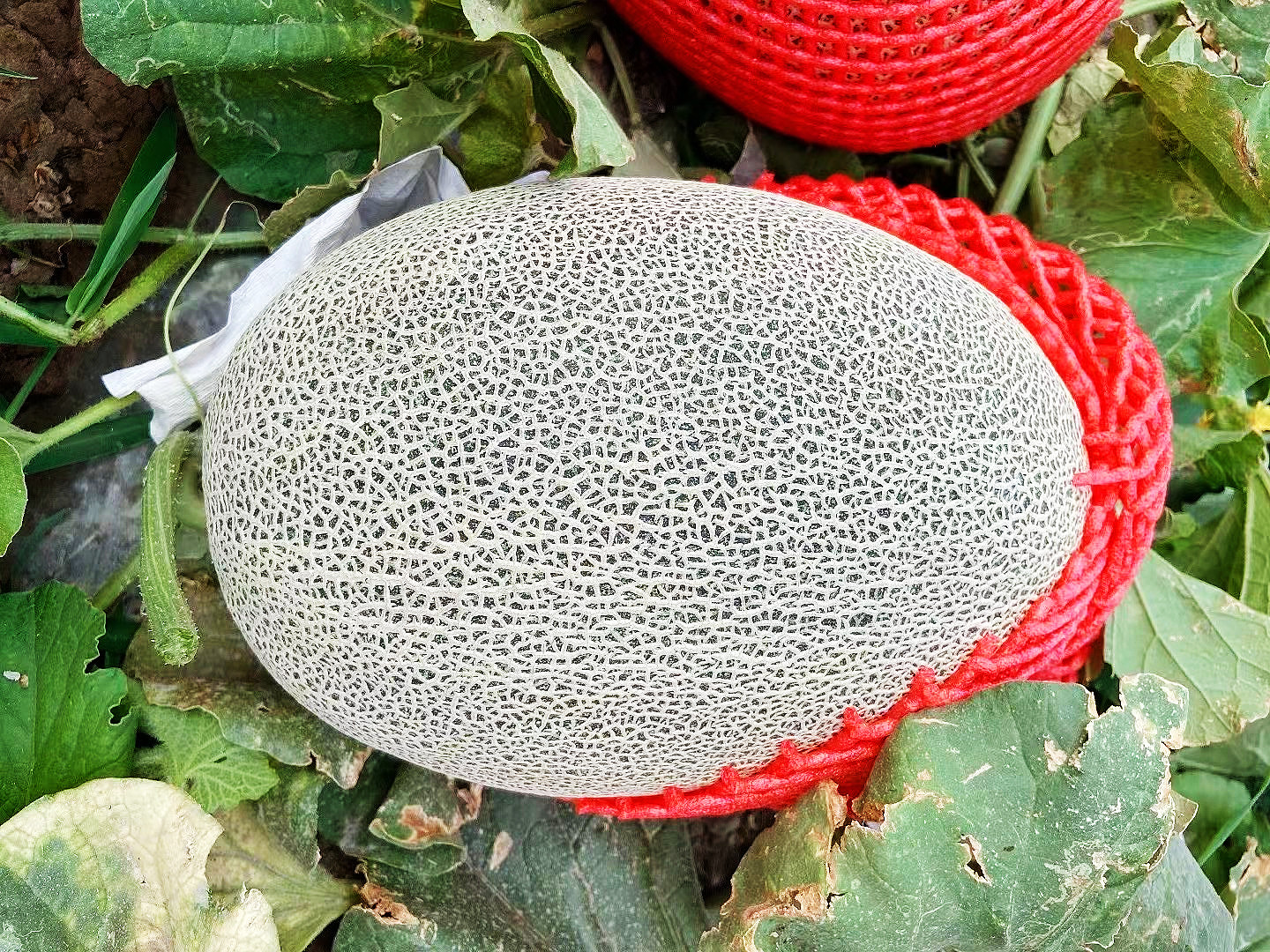 三度书咖开店手记:天天在网上吃瓜,你真的吃对了吗?