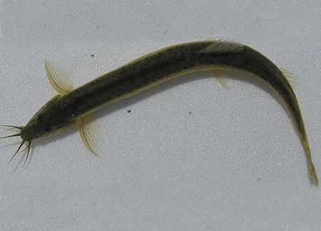 养泥鳅的视频,养泥鳅当宠物