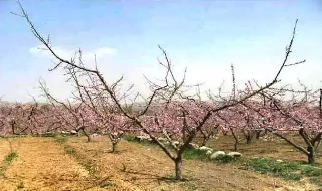 科学种桃树,如何正确种桃树