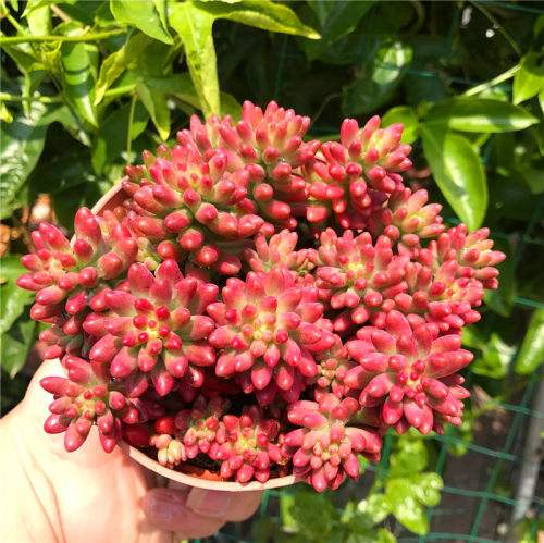 这些多肉“不老实”，冷不丁的就徒长，变成“大白菜”