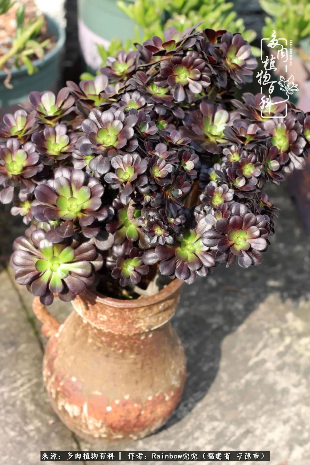 岁月无波澜余生不悲欢是啥意思,愿你岁月无波澜敬我余生无悲欢