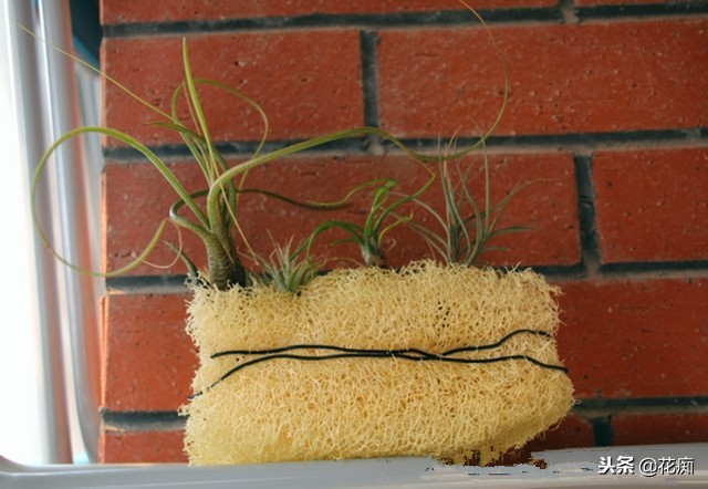 丝瓜养花,老丝瓜籽千万别扔11种用途