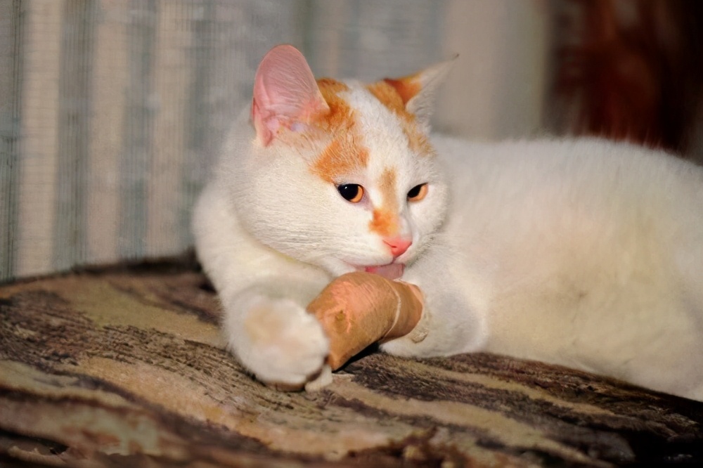 猫咪脚受伤了怎么办擦什么药,猫咪脚受伤化脓臭了怎么办