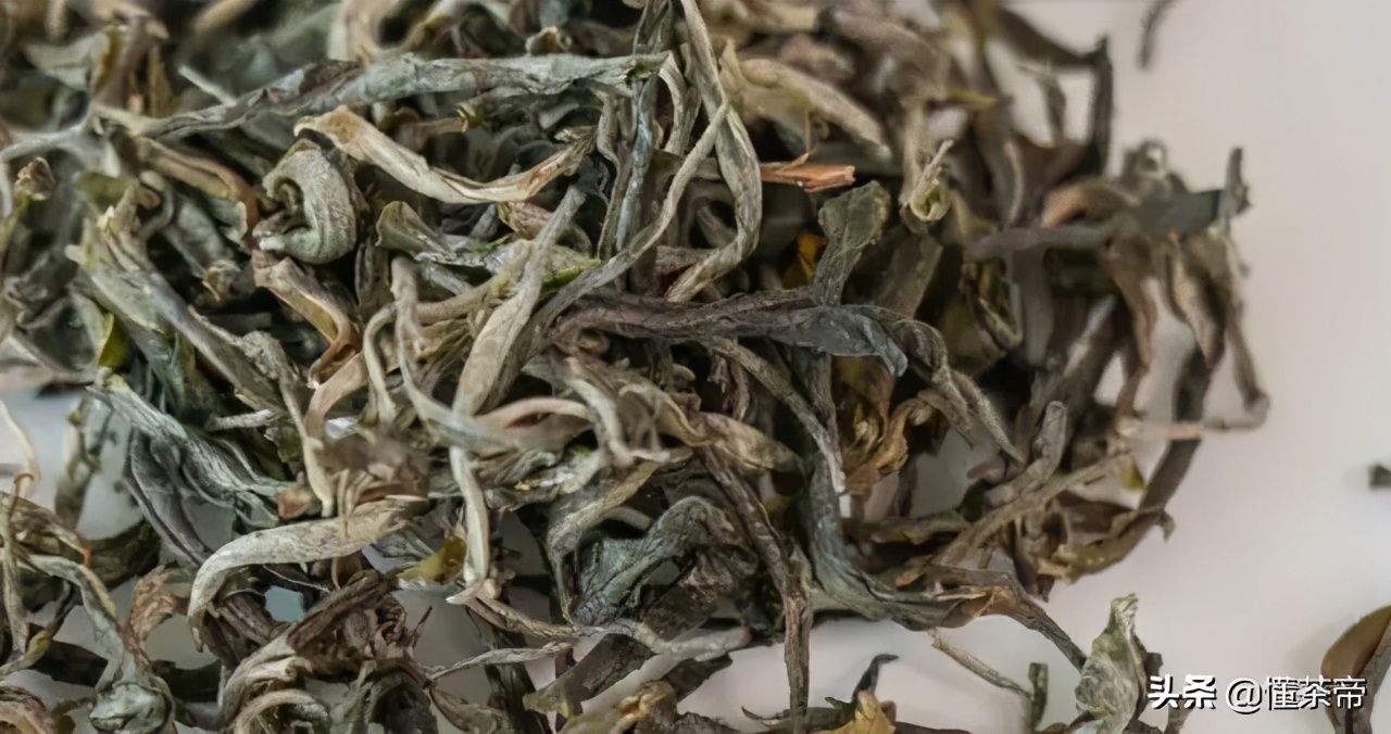 云南古树茶有名的有哪几种,云南十大古树茶是哪些