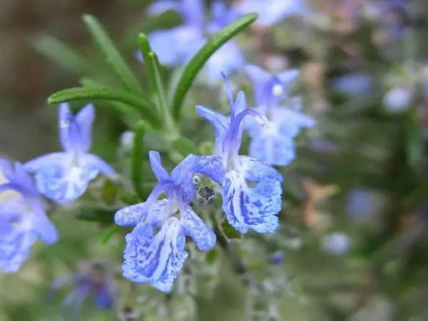 可以食用的香料植物,农村可以炒菜当香料的植物