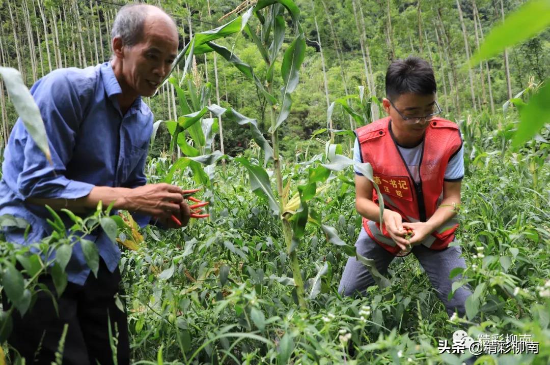 乡镇辣椒丰收信息,火红的辣椒映出红红火火的日子