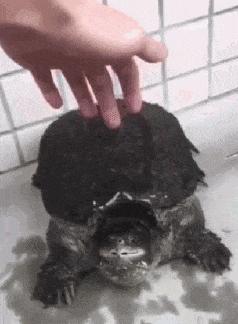 大叔刷百万礼物,大叔刷100万见网红