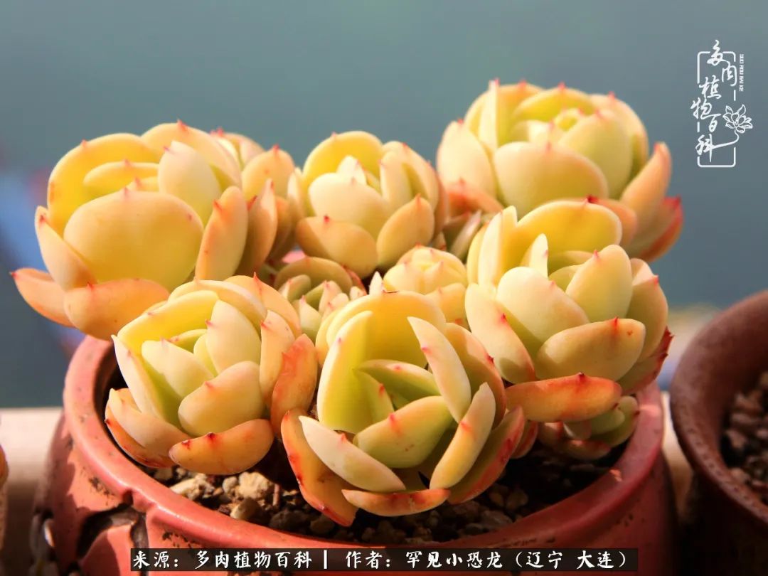 颗粒土除了种多肉还可以种什么,想养动物该怎么养