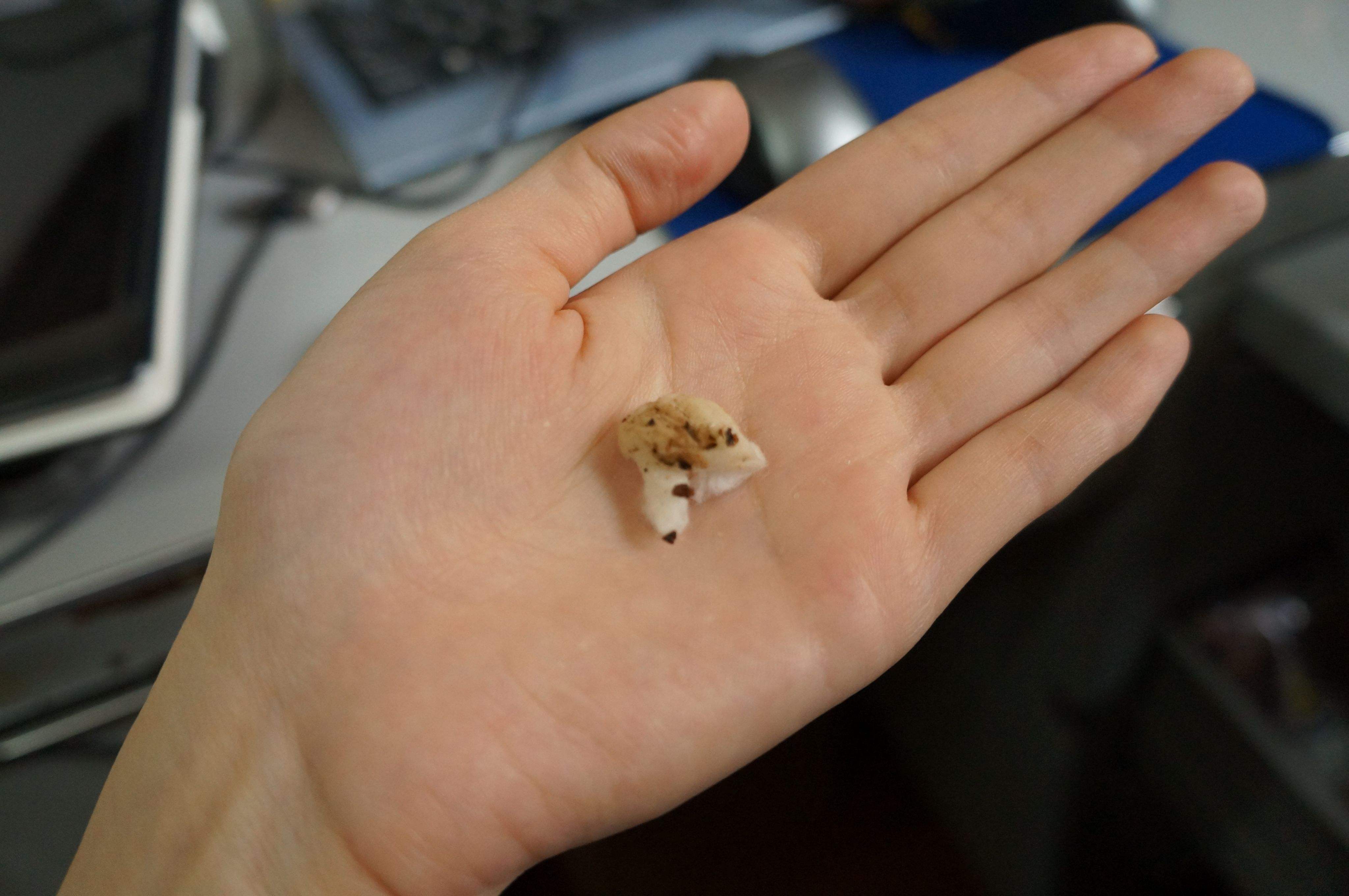 猫咪最全疾病自查表,猫咪全面检查都有哪些