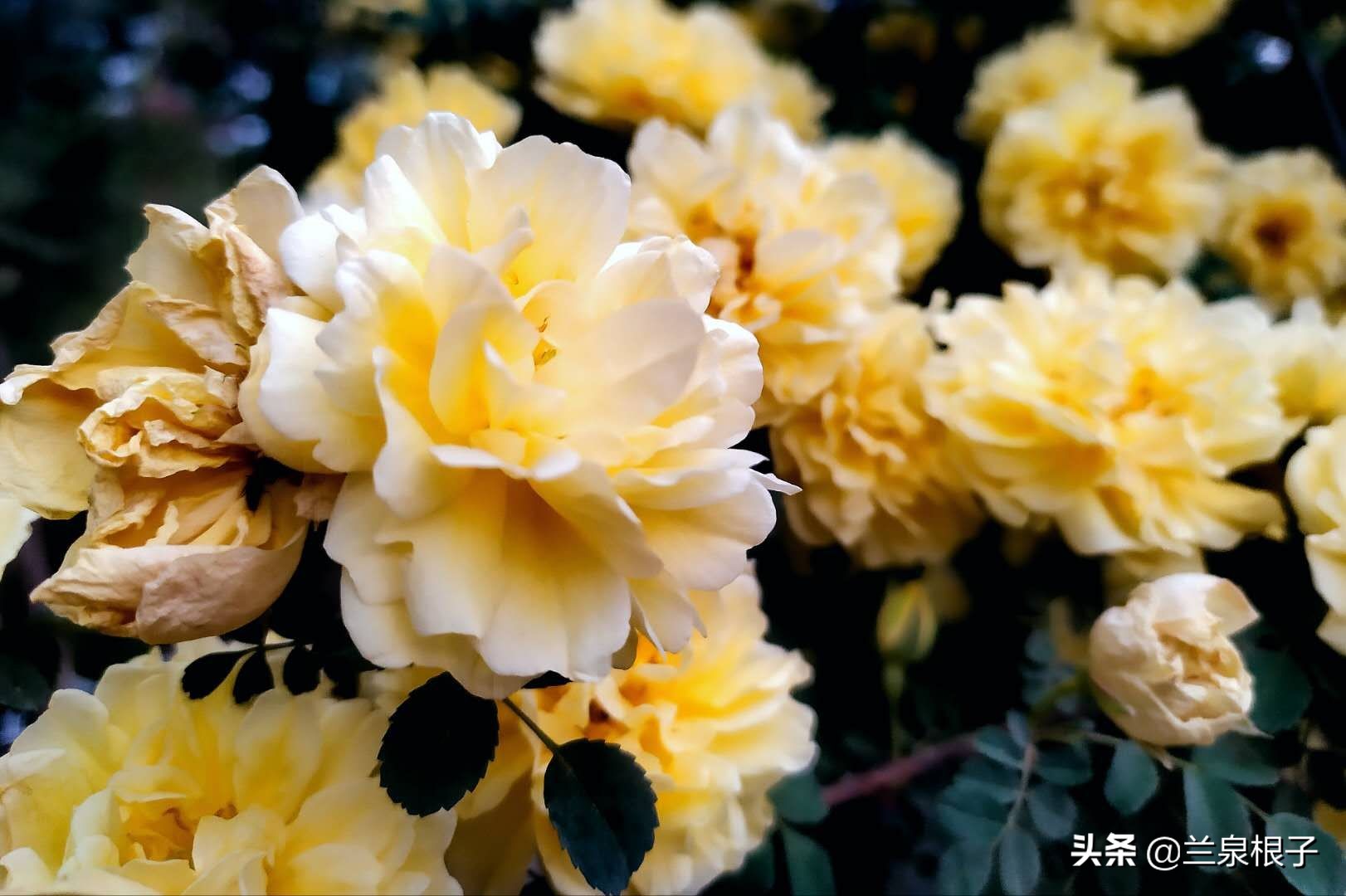 最美黄玫瑰,歌曲黄玫瑰你最美