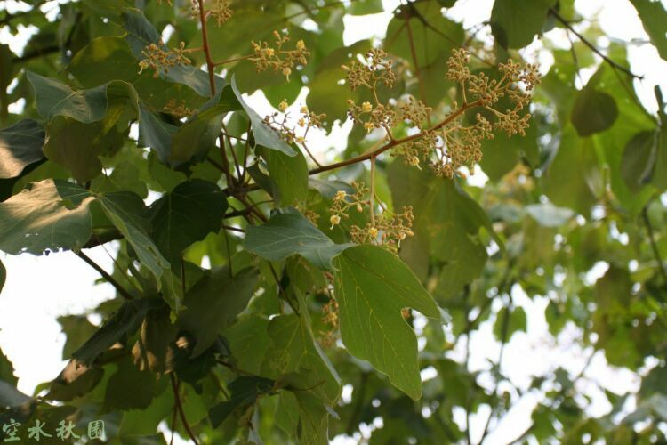 一朝春满暗香来——月溶溶《月华水光》词集