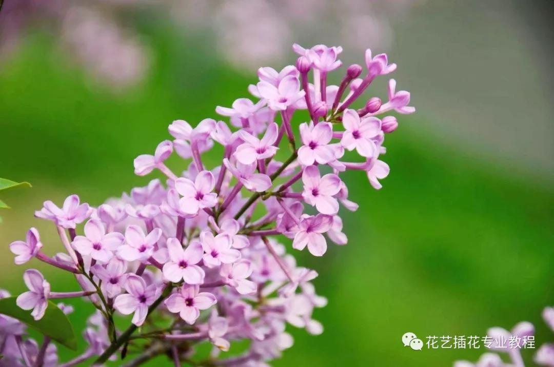 学花艺必备的花语,花艺师要知道的花与花语