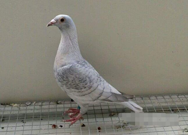 鸽子到底怎么养,养鸽子搭棚技巧