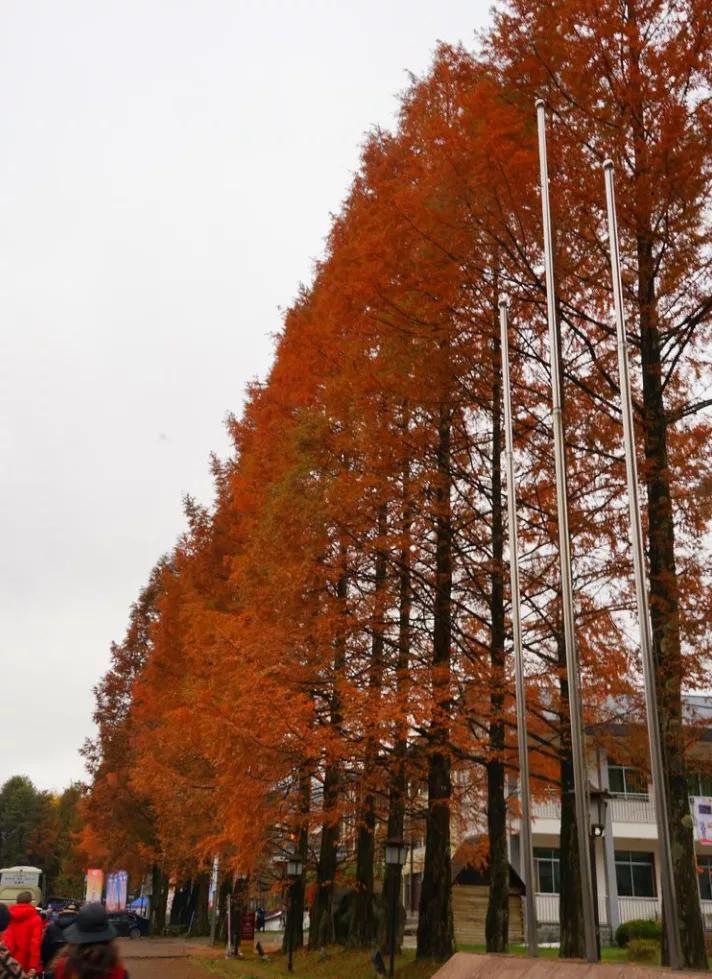 光雾山今天的红叶美景,光雾山红叶观赏全攻略
