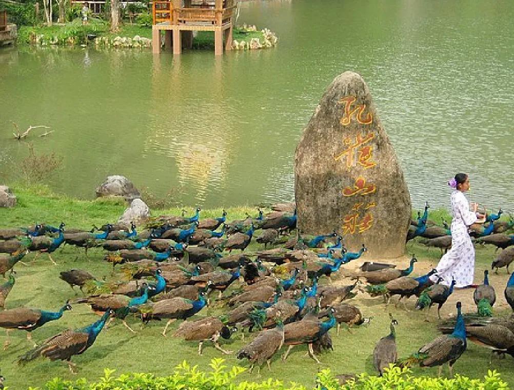 神奇的西双版纳舞蹈,神奇的西双版纳广场舞