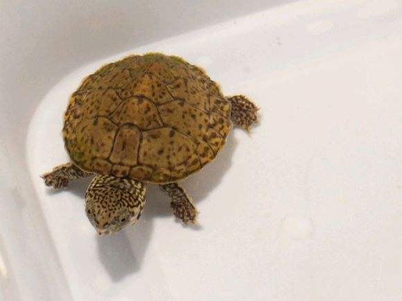 新龟到家一直浮水怎么处理,黄头侧颈龟浮水拒食怎么治