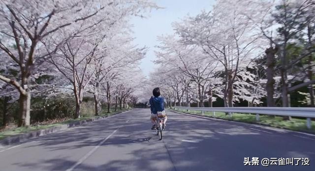 遇见春日的你：《海街日记》里的盐系女子们