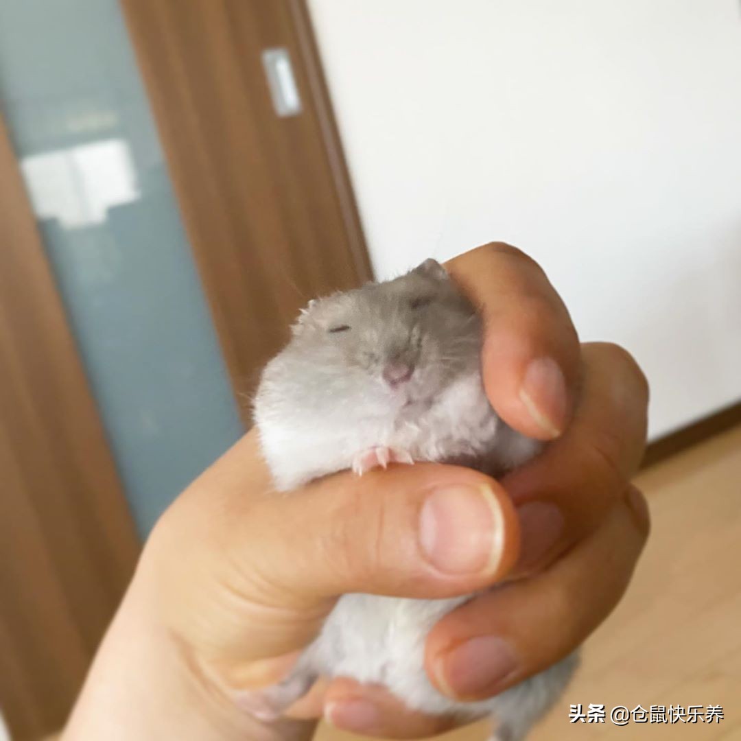 小仓鼠偷吃猫粮被抓住,小仓鼠偷跑到猫笼子里偷吃猫粮