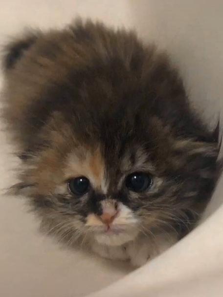 捡到的小奶猫眼睛流脓,捡到的小奶猫眼睛一直有眼屎