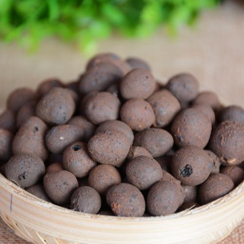 水培绿植过冬方法,水培好过冬的绿植