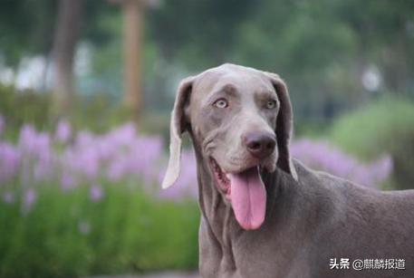 金毛禁养犬名单曲靖,曲靖麒麟区城区养犬标准规定