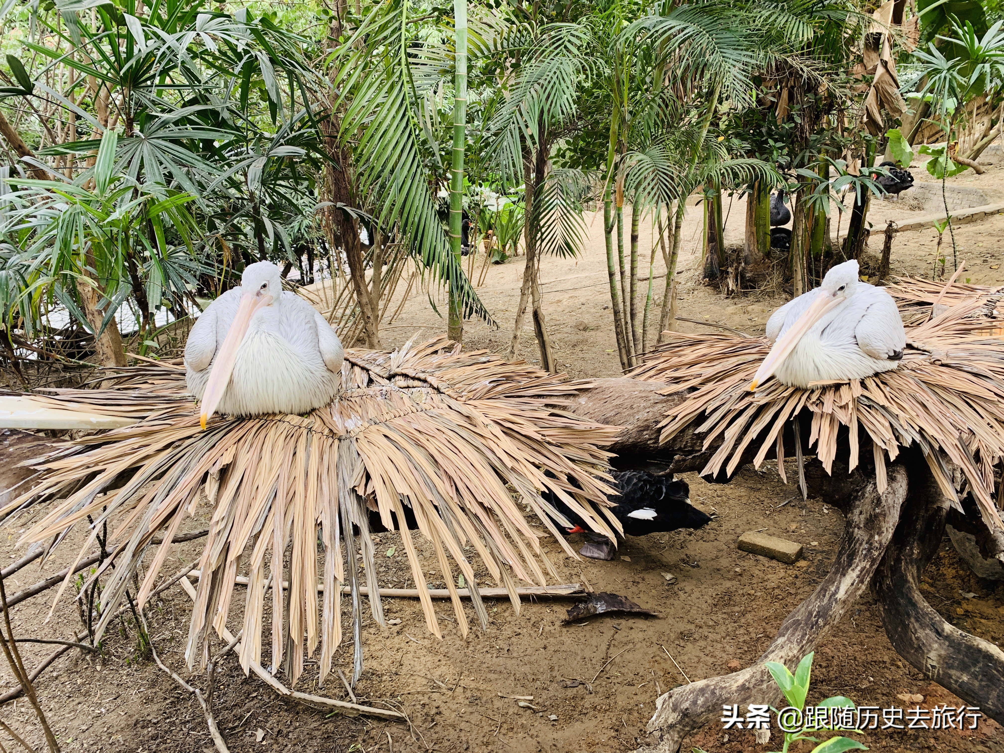 广州长隆水动物世界看大熊猫攻略,广州长隆动物园里的熊猫萌萌