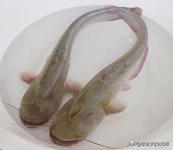 大连近海常见鱼类图鉴,大连哪里可以垂钓淡水鱼