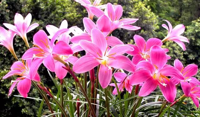 韭兰在北方冬天可以开花吗,韭兰从种球到开花需要多久