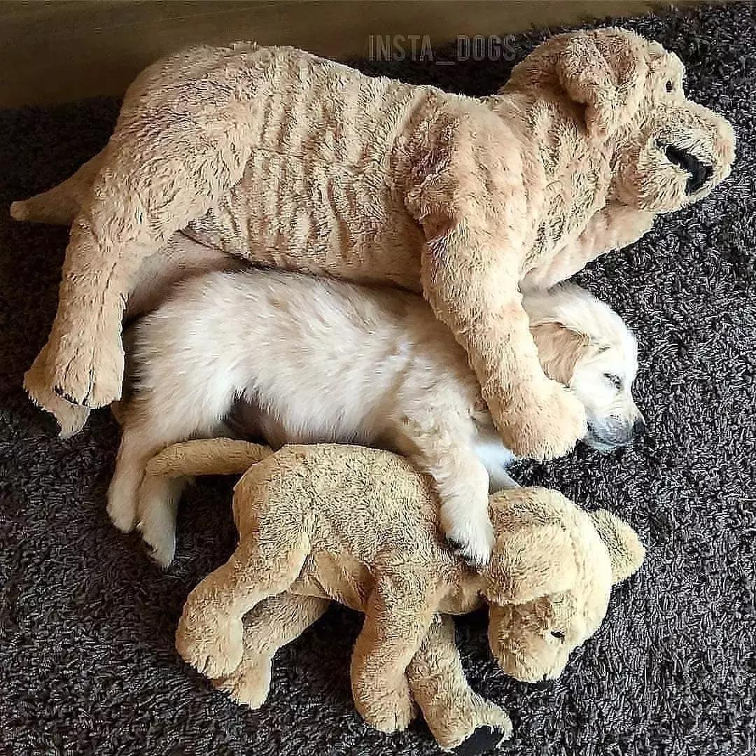 狗狗适合什么玩具及如何和它玩耍,养宠物狗给它准备什么