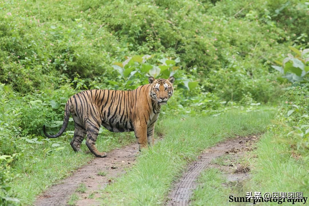 虎王拉贾孩子,虎王拉贾儿子怎么死的
