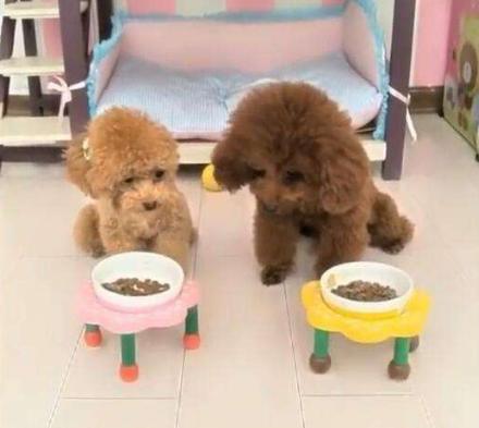 11个缩短你寿命的习惯,贵宾犬吃什么能延长寿命