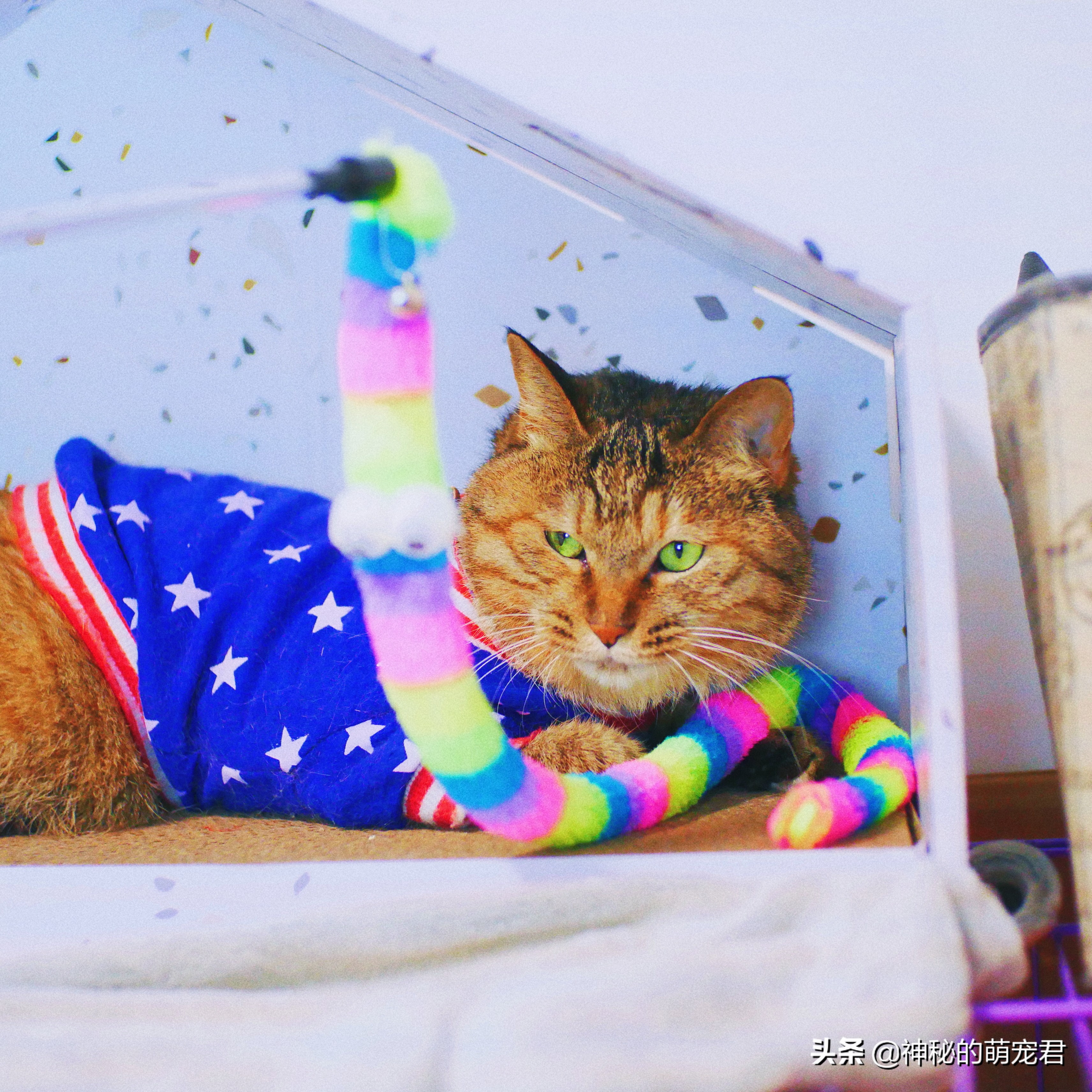 什么逗猫棒猫咪会玩,怎么做猫咪玩的逗猫棒