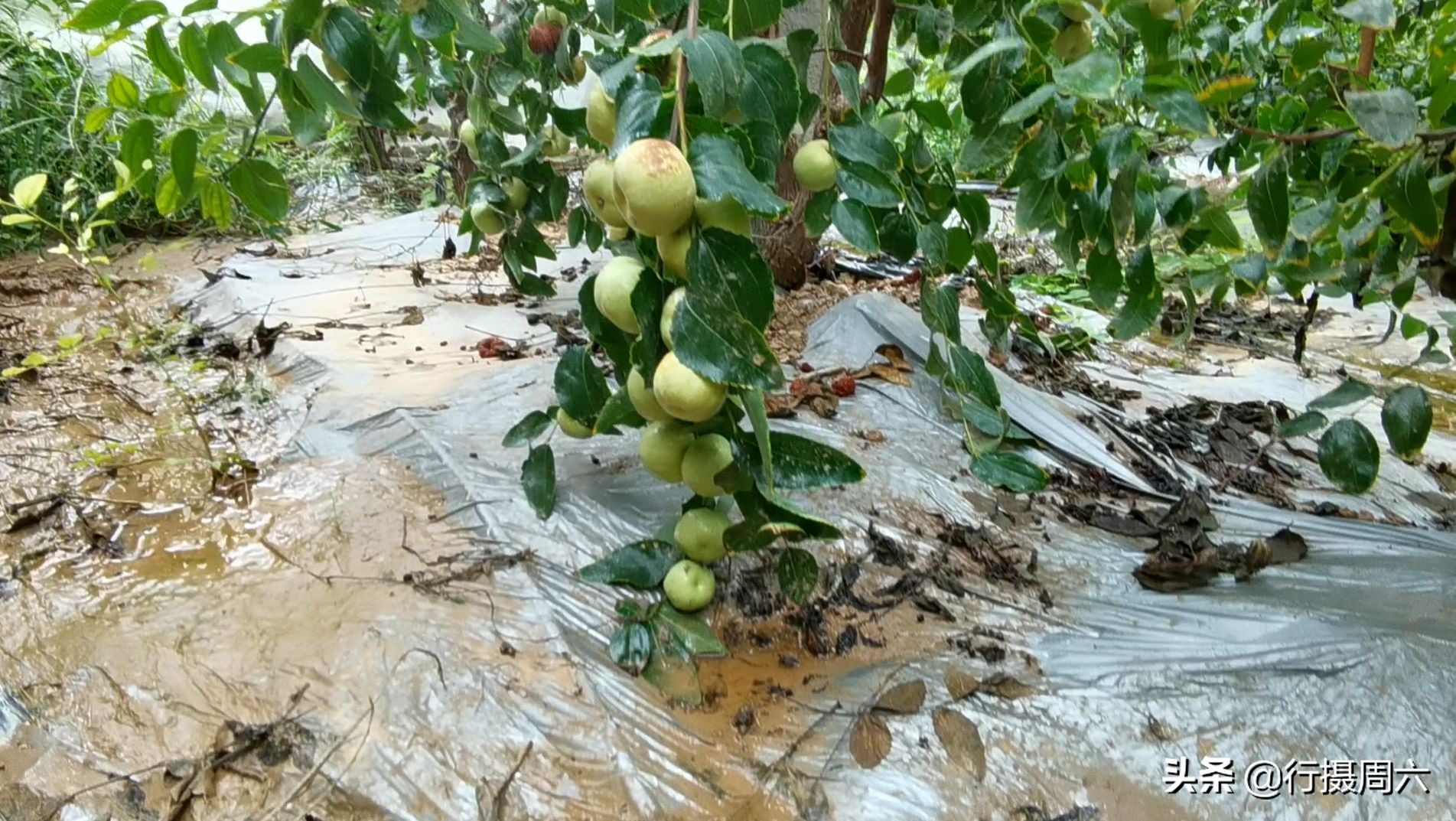 山西农民创奇迹,研究枣树管理技术10年,实现1年能结2次果