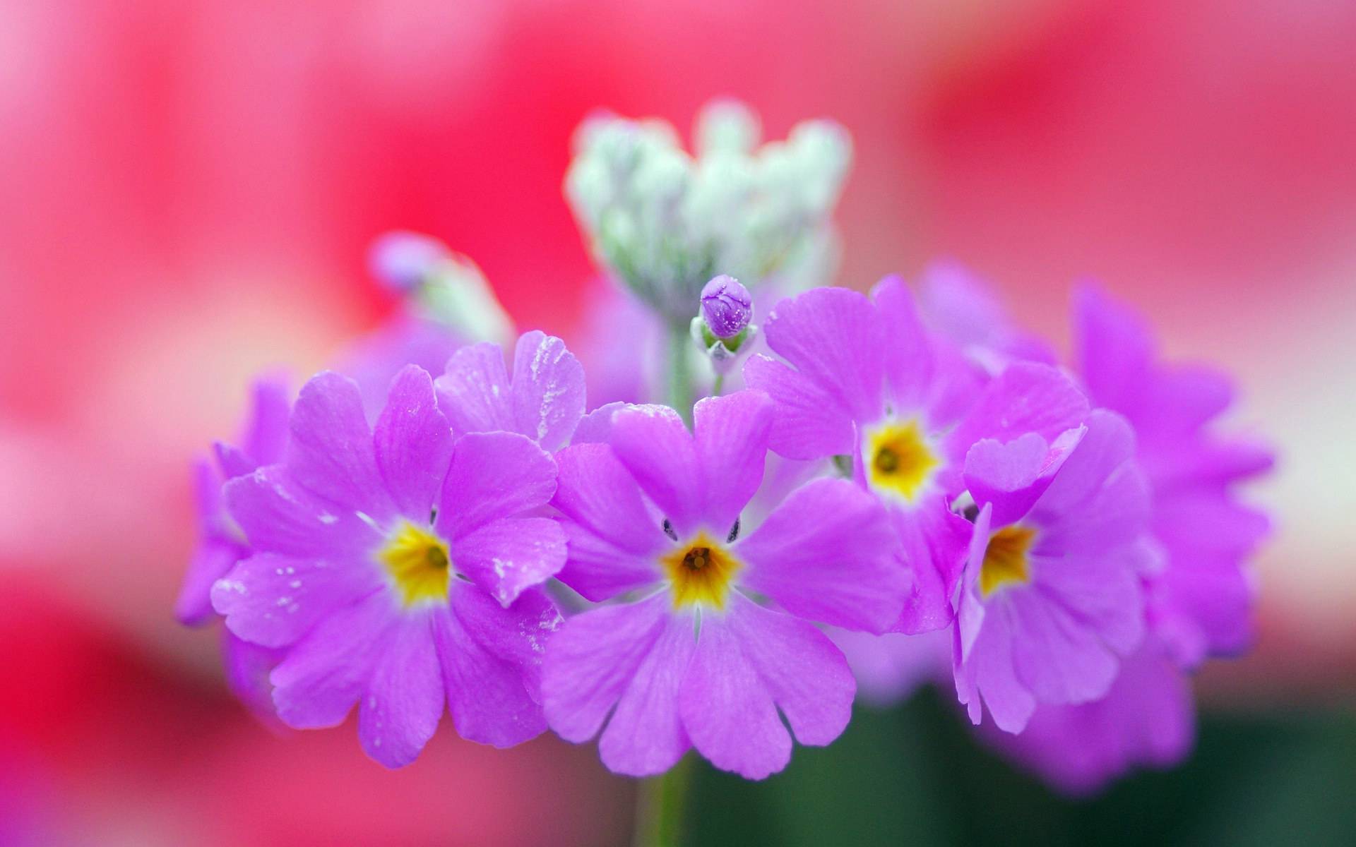 易犯花痴的三大星座女,喜欢耍把戏的五大星座