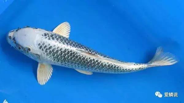 閴磋祻閿﹂菠,閴磋祻閿﹂菠鏁欏